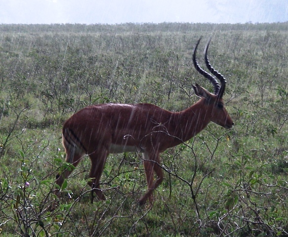 Impala w deszczu ... [4870]