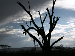 Masai Mara ...[4886]