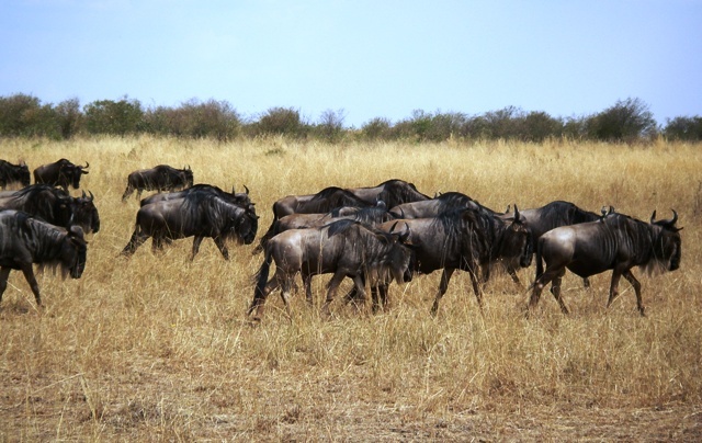 Antylopy Gnu... [7570]