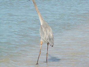 Captiva Island