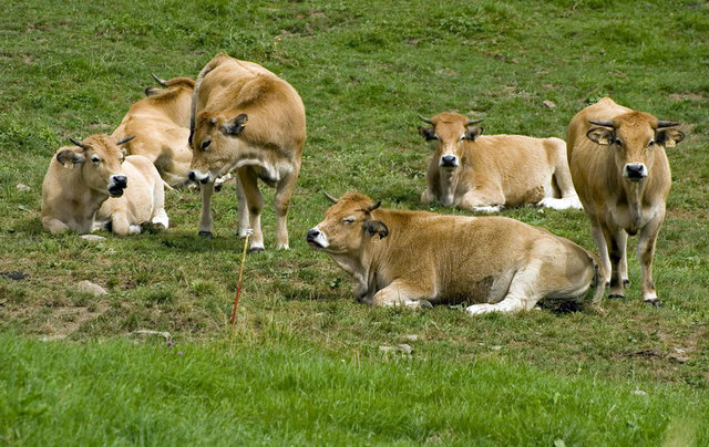 Krowy z montsalvy
