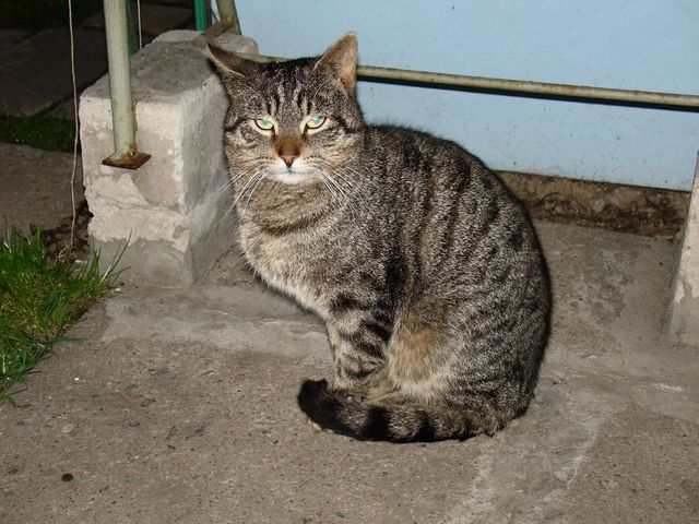 Nasz polski dachowiec