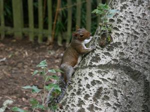Londyńskie parki - Holland Park