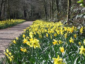 Londyńskie parki - Holland Park