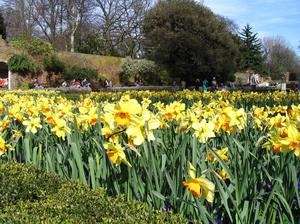 Londyńskie parki - Holland Park