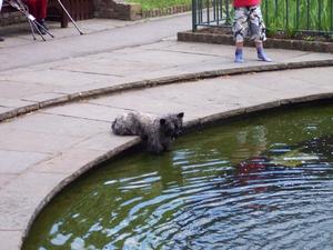 Londyńskie parki - Holland Park