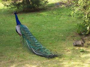 Londyńskie parki - Holland Park