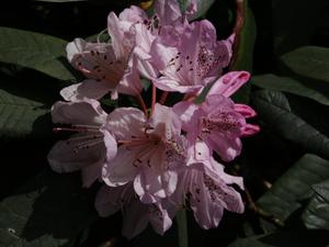 Londyńskie parki - Kew Gardens