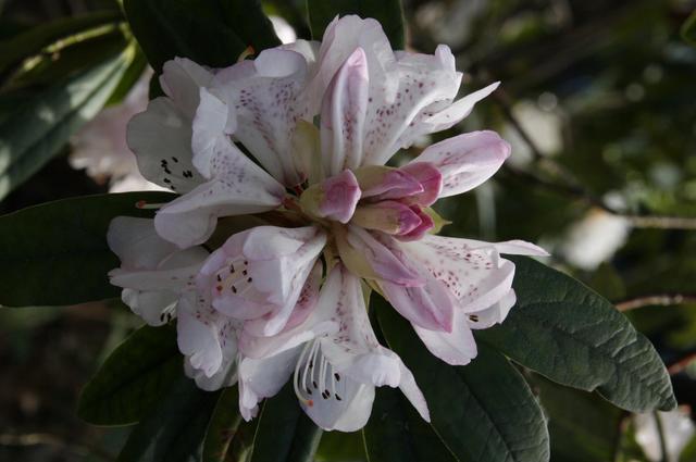 Londyńskie parki - Kew Gardens