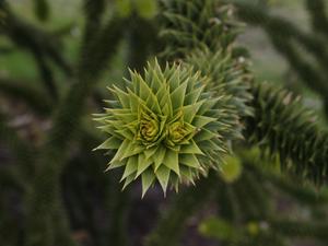 Londyńskie parki - Kew Gardens