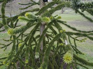 Londyńskie parki - Kew Gardens