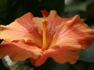 Londyńskie parki - Kew Gardens