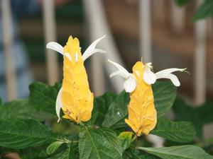 Londyńskie parki - Kew Gardens