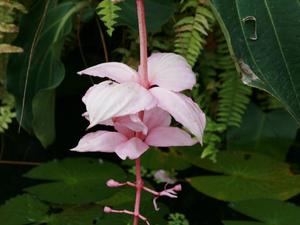 Londyńskie parki - Kew Gardens