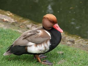 Londyńskie parki - Regents Park