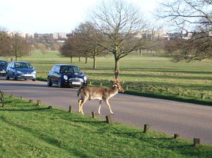 Londyńskie parki - Richmond