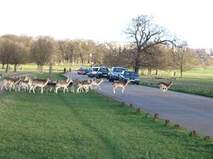 Londyńskie parki - Richmond