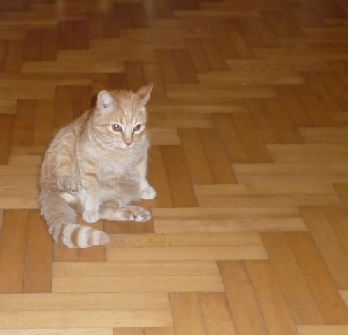 Tofik