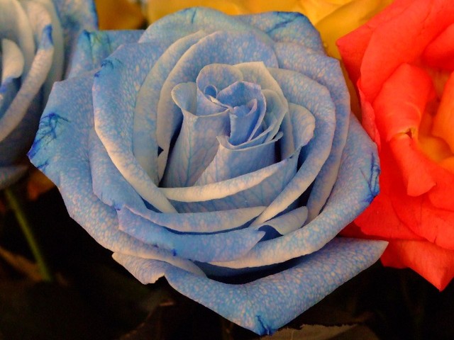 Una rosa pa' Abuelita Enriqueta
