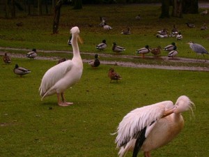 42821 - Fota weekend w FOTA ZOO