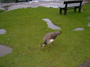 42825 - Fota weekend w FOTA ZOO