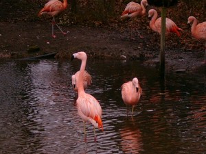 42844 - Fota weekend w FOTA ZOO