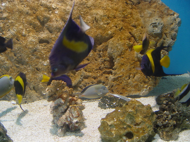 Acanthurus sohal,szara na wprost, Pomacanthus maculosus,ten granat z żółtym