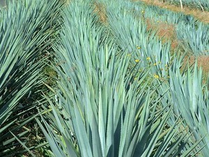 Tequila