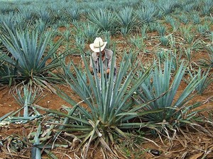 Tequila