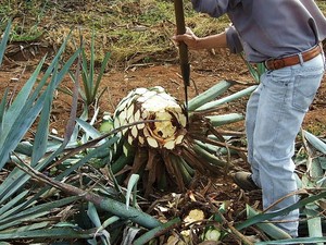 Tequila