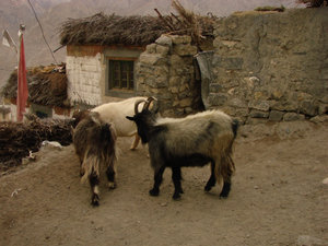 Himachal Pradesh - Spiti