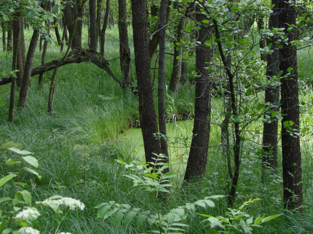 Wigierski Park Narodowy