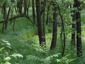 Wigierski Park Narodowy