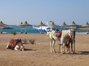 48879 - Hurghada Plazowanie i zwiedzanie okolic