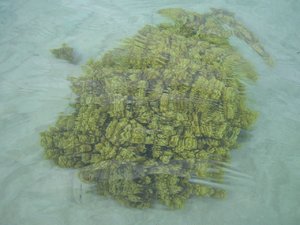 48924 - Hurghada Plazowanie i zwiedzanie okolic