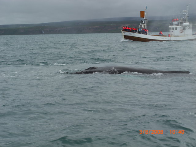 husavik zatoka wielorybów