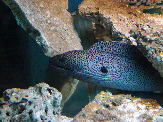 Murena