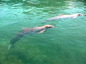 50281 - Puerto aventuras harce z delfinami