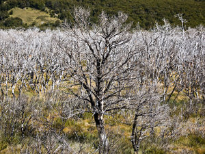 Parque Nacional Los Glacieres