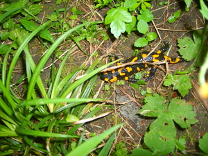 Salamandra na Tule
