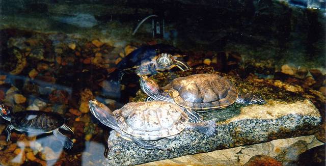 Żółwie
