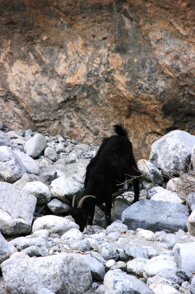 Kreta, Wąwóz Samaria