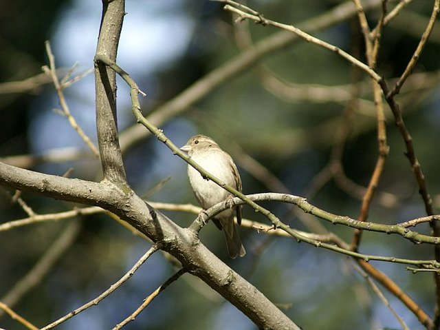 Madryt ptak w parku Retiro