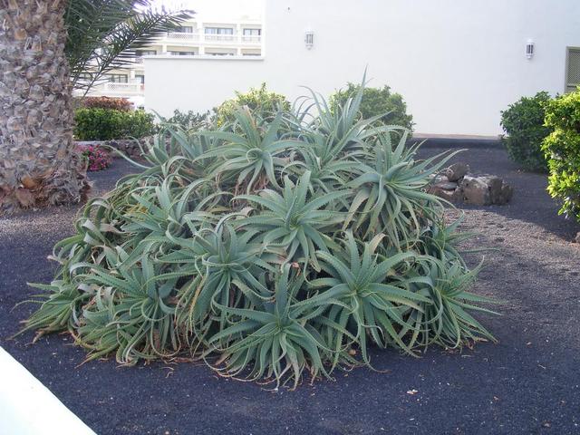Aloes