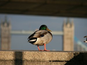 52593 - Londyn Wokół London Bridge i Tower