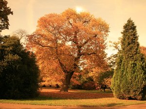 Greenwich park 4 listopad 2007 011 2