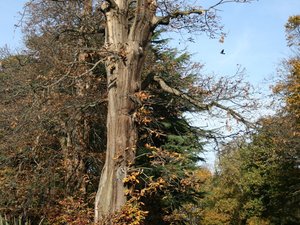 Greenwich park 4 listopad 2007 015 2