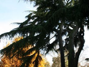 Greenwich park 4 listopad 2007 032 2