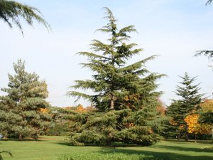 Greenwich park 4 listopad 2007 033 2