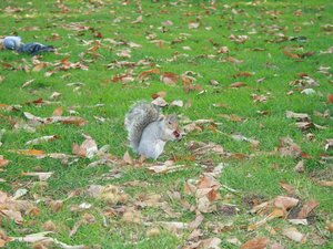 Greenwich park 4 listopad 2007 118 2